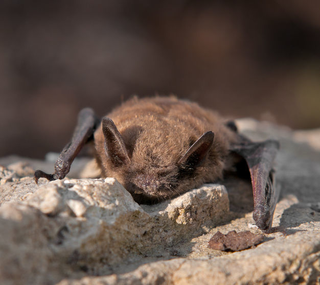 Little Brown Bat (Myotis lucifugus) (copy)